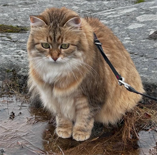 Sibirisk katt Fujita